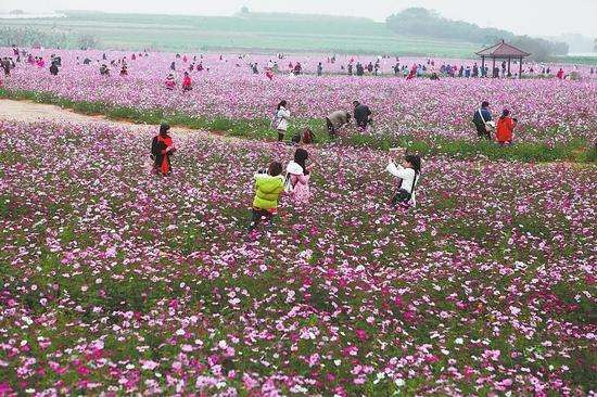 花卉行業(yè)市場調(diào)查